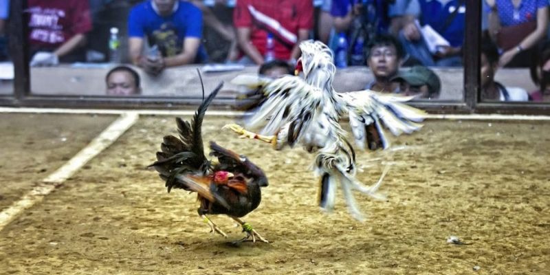 xổ số miền bắc hôm quả