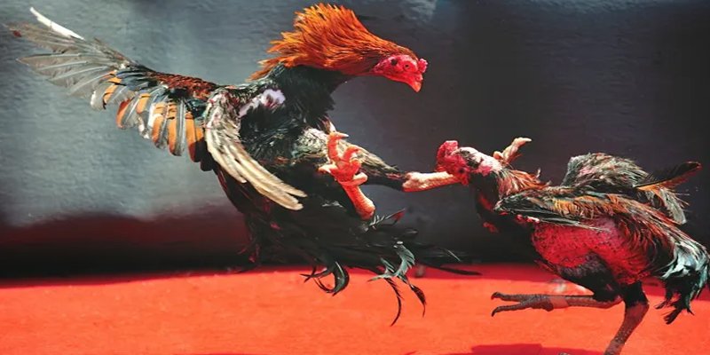 go88 play c1 gà chọi