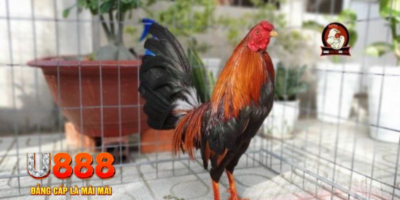go88 play game máy bay nổ hũ