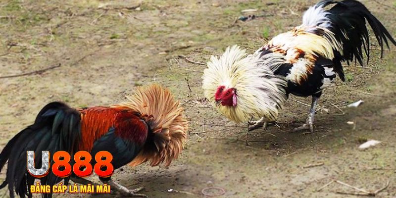 go88 play game nổ hũ là gì